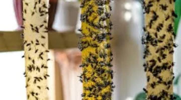 تساؤلات متزايدة حول أسباب الانتشار غير المسبوق للذباب في المناطق السكنية مؤخراً